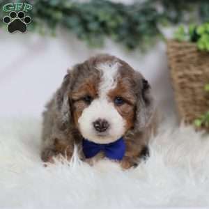 Donald, Mini Bernedoodle Puppy